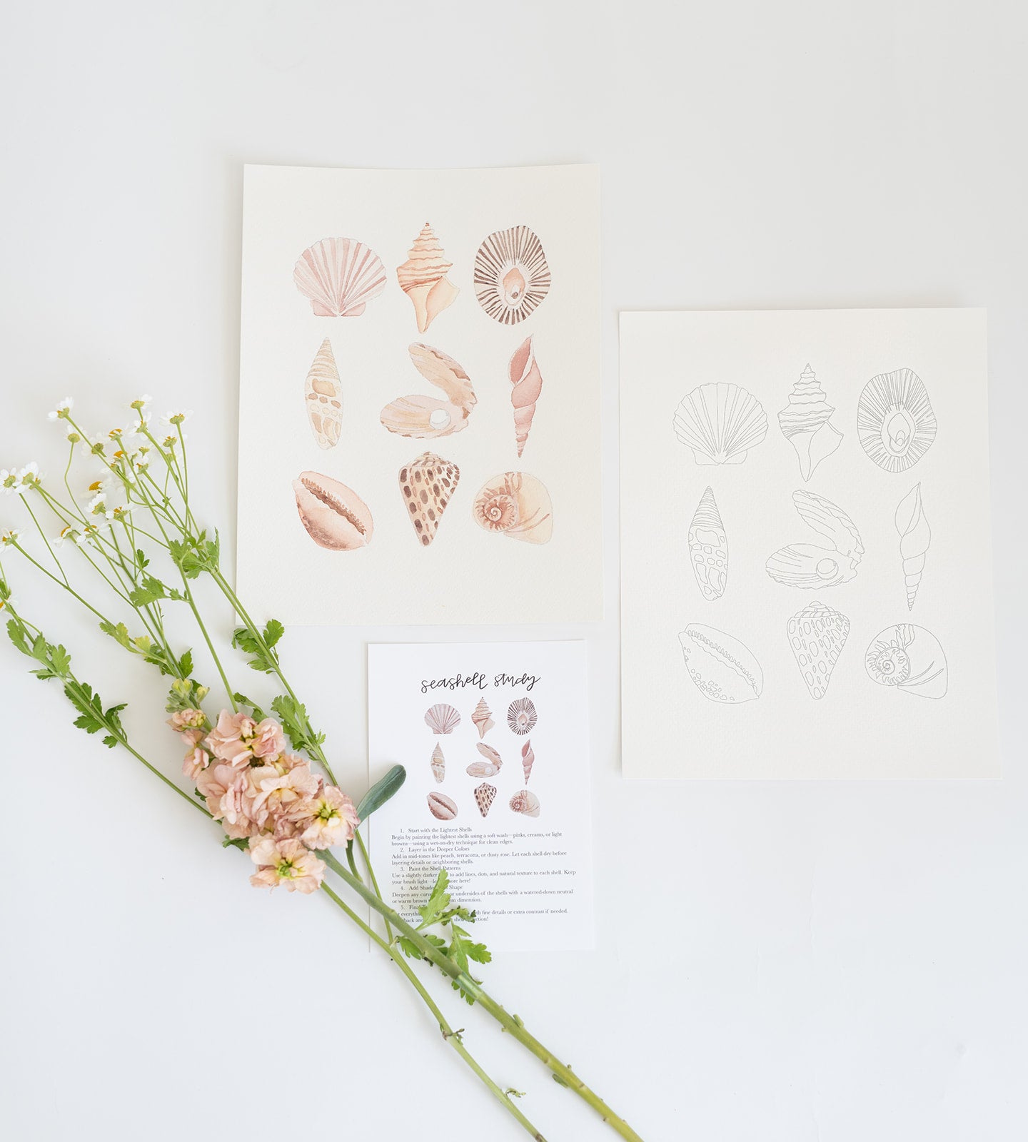 seashell study - watercolor kit