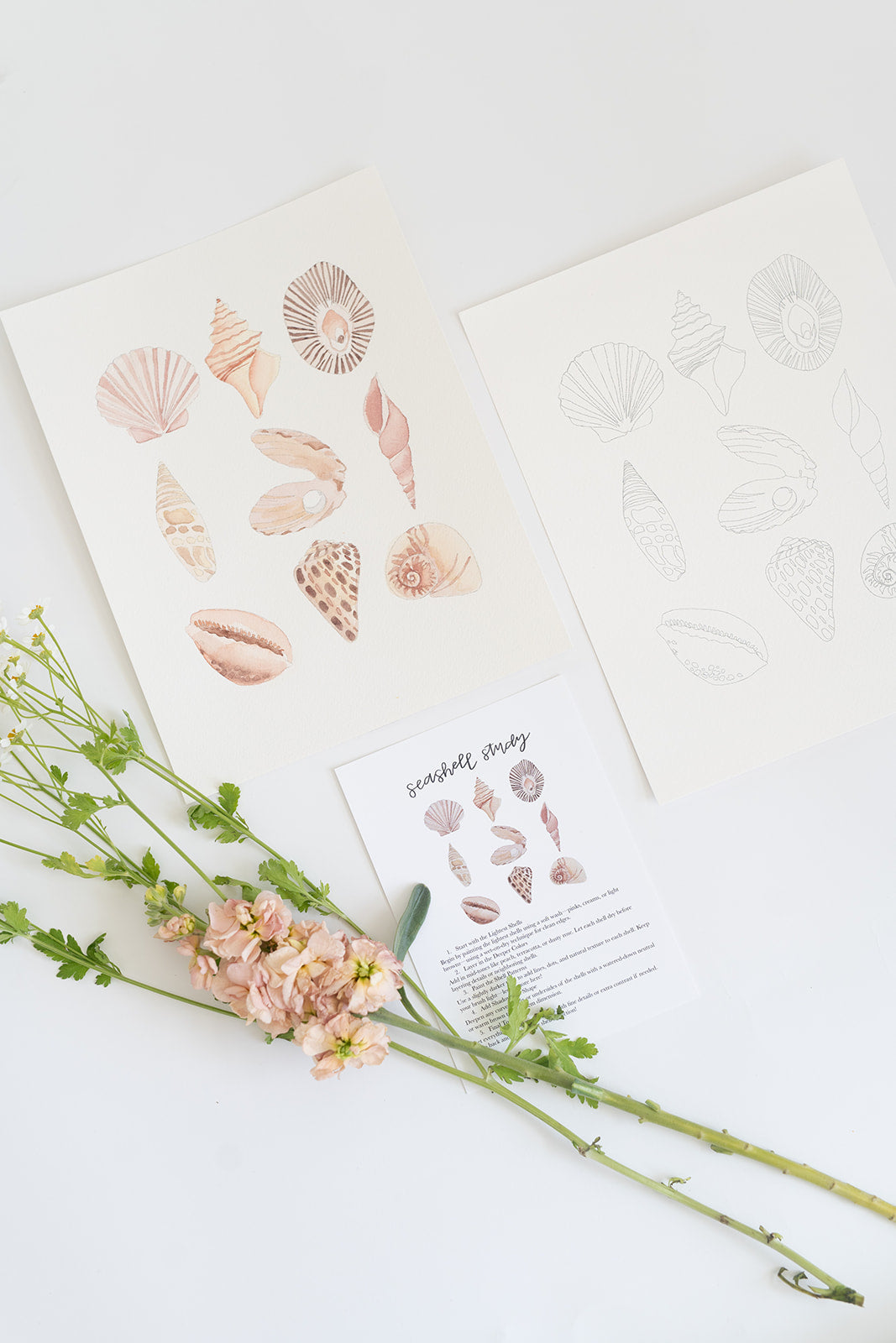 seashell study - watercolor kit
