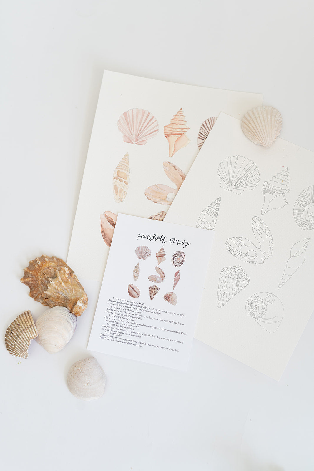 seashell study - watercolor kit