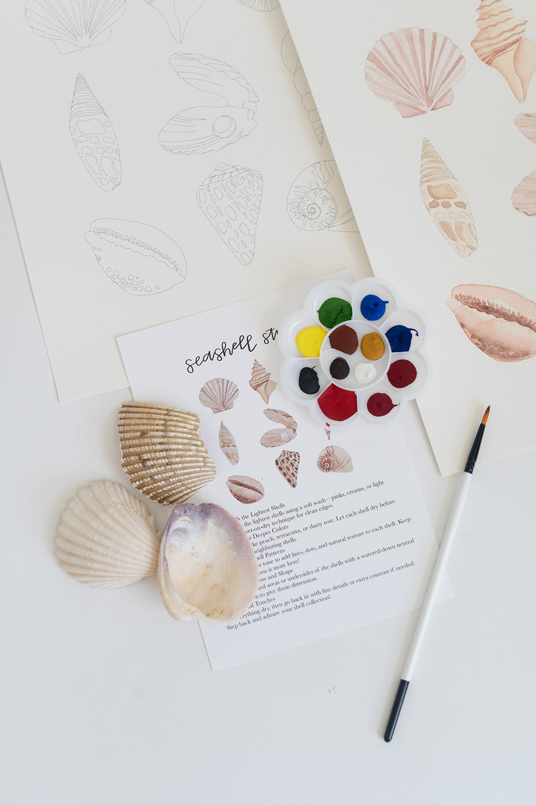 seashell study - watercolor kit